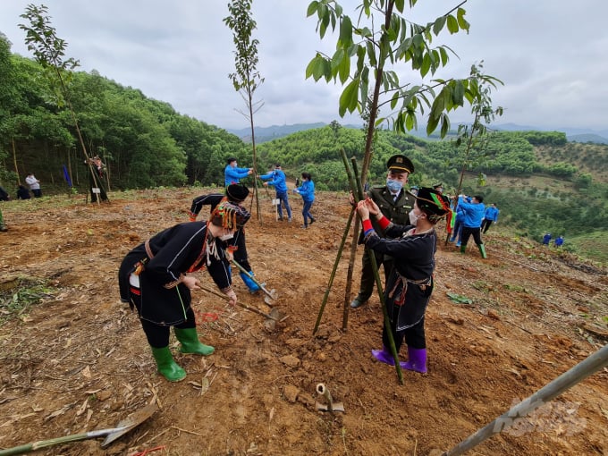 Tỉnh Tuyên Quang đang đẩy mạnh phát triển phong trào trồng rừng gỗ lớn gắn với cấp chứng chỉ rừng. Ảnh: Đồng Thưởng.