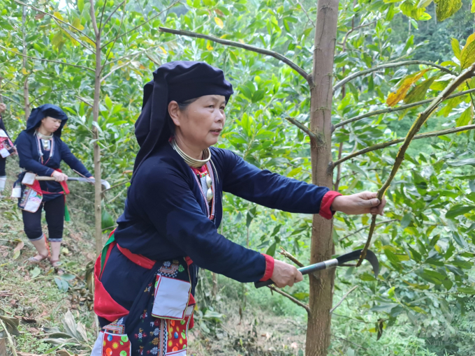 Thấy rõ được lợi ích của kinh tế rừng, nhiều hộ dân ở Tuyên Quang đã tích cực phát triển rừng. Ảnh: Đồng Thưởng.