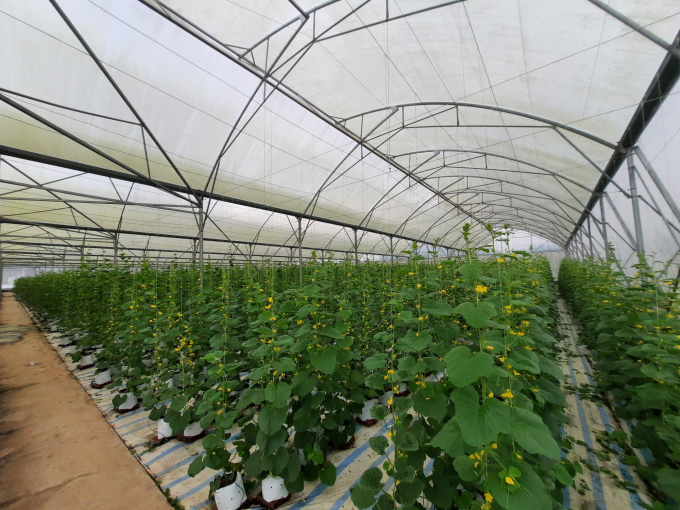 Mô hình trồng dưa hữu cơ trên diện tích hơn 5ha tại huyện Đầm Hà (Quảng Ninh). Ảnh: Nguyễn Thành.