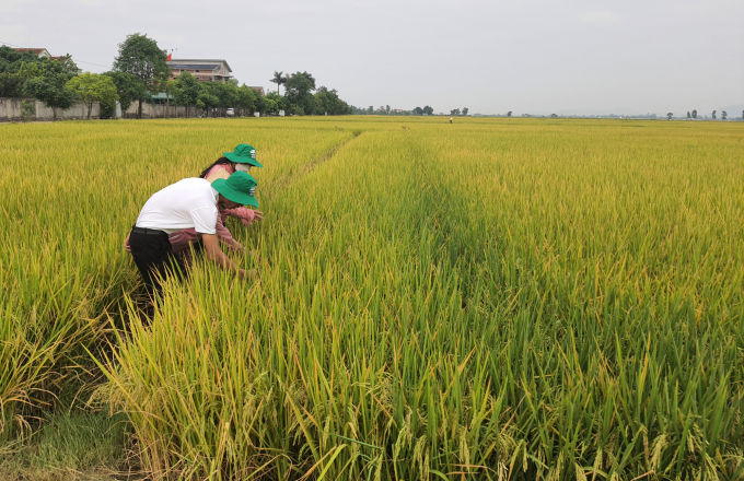 Cánh đồng triển khai giống lúa ST25 sản xuất hữu cơ tại xã Quảng Tiến. Ảnh: T.P
