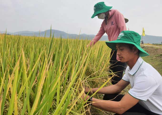 Cán bộ kỹ thuật Cty Sông Gianh cùng nông dân kiểm tra đồng lúa trước khi thu hoạch. Ảnh: T.P