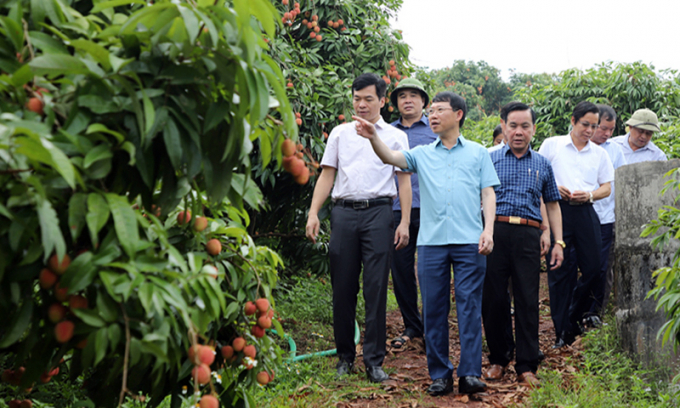 Chủ tịch UBND tỉnh Bắc Giang, ông Lê Ánh Dương thăm vùng vải chín sớm tại xã Phúc Hòa, huyện Tân Yên. Ảnh: TL.