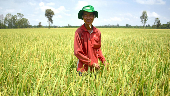 Vùng sản xuất lúa ứng dụng công nghệ cao tại các huyện Đồng Tháp Mười. Ảnh: Minh Đảm.