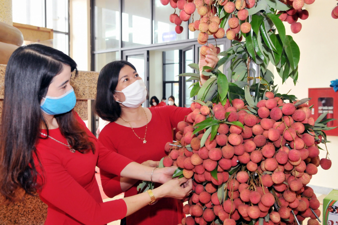 Bac Giang has soon implemented trade promotion for this year’s lychee harvest.