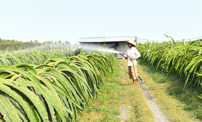 Thanh long là một trong những cây ăn trái chủ lực của tỉnh Long An. Ảnh: Minh Đảm.