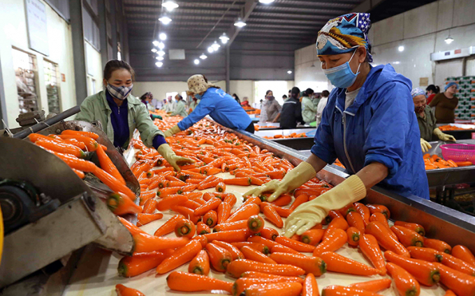 Thị trường Hàn Quốc ưa chuộng cà rốt được trồng tại Việt Nam.