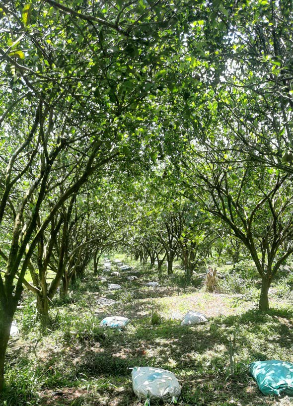 Nhiều nhà vườn tại Đồng Nai đã có chuyển biến rất tích cực trong việc sử dụng phân hữu cơ. Ảnh: NMC.
