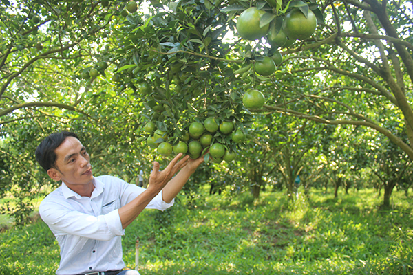 Vườn cam canh tác hướng hữu cơ của anh Hà Thắng ở xã Phú Lý, huyện Vĩnh Cửu. Ảnh: BĐN.