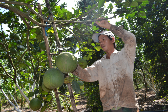 An organic pomelo farming model in Cam My district (Dong Nai).