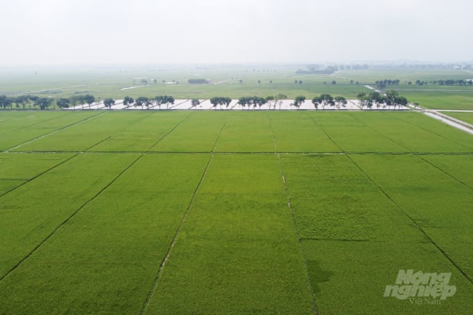 Những cánh đồng lúa đồng đều, xanh tốt, khỏe khoắn ở huyện Mỹ Đức, Hà Nội nhờ áp dụng SRI. Ảnh: Tùng Đinh.