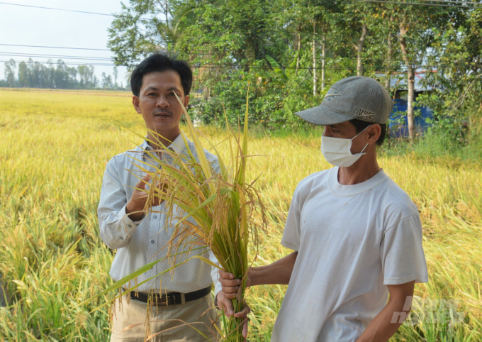 Mô hình sản xuất lúa sử dụng máy sạ cụm và máy cấy tại tỉnh Hậu Giang giúp nông dân giảm chi phí đầu tư từ 15 - 20%, hiệu quả kinh tế tăng thêm từ 4 - 5 triệu đồng/ha. Ảnh: Trung Chánh.