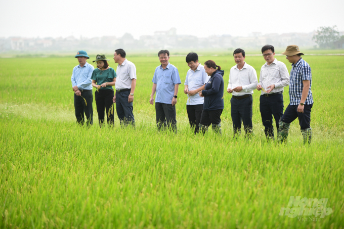 Vụ xuân năm nay, các diện tích lúa áp dụng SRI của Hà Nội hoàn toàn sạch bệnh, đảm bảo năng suất cao dù điều kiện thời tiết rất bất thường. Ảnh: Tùng Đinh.