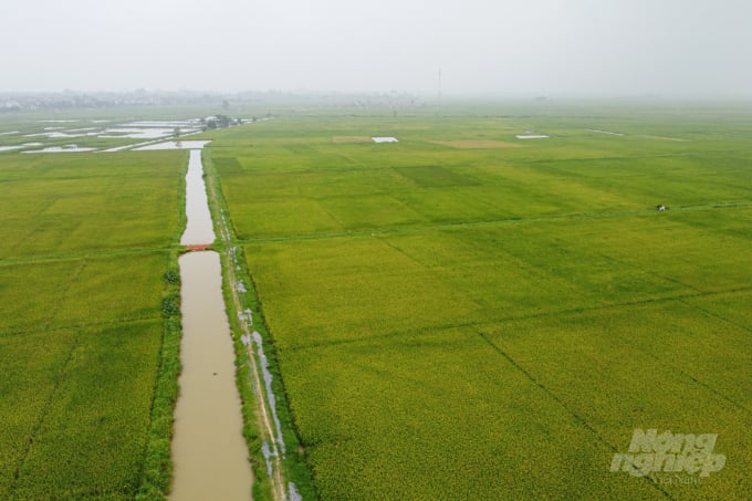 Currently, Hanoi has more than 70% of rice area applying partial SRI method. Photo: Tung Dinh.