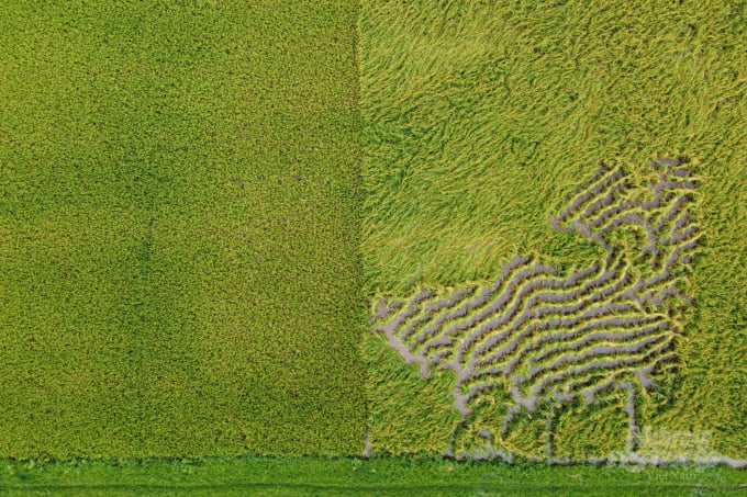 Diện tích lúa áp dụng SRI (trái) cứng cáp, khó đổ hơn trong cùng điều kiện mưa nhiều thời gian qua so với ruộng canh tác truyền thống (phải). Ảnh: Tùng Đinh.