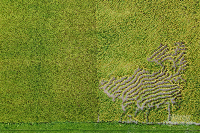 The rice area applying SRI (left) is sturdy, and harder to collapse under the same rainy conditions over the past time than the traditional farming field (right). Photo: Tung Dinh.