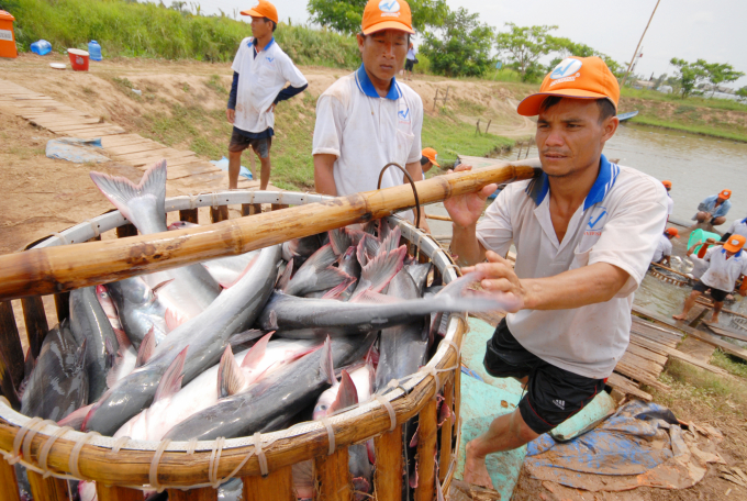 Cá tra Việt Nam từng chịu hậu quả nặng nề khi bị thông tin sai sự thật khiến việc xuất khẩu sang EU giảm mạnh.