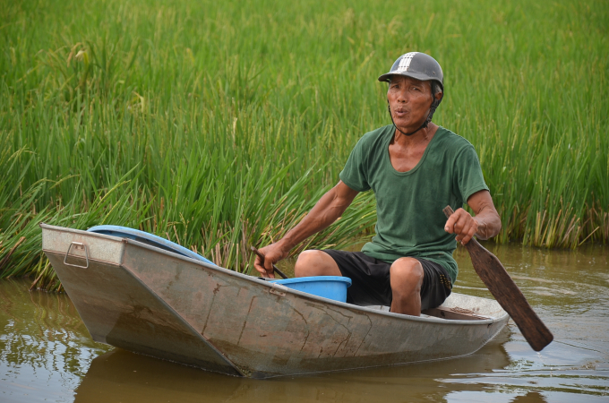 Một nông dân thảnh thơi với mô hình lúa - vịt, không dùng thuốc sâu ở Hà Nội. Ảnh: Dương Đình Tường.