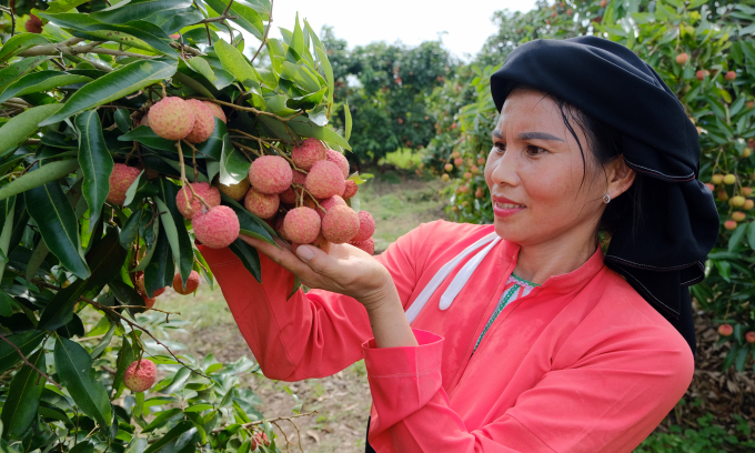The people of Muoi Village, Giap Son Township, Luc Ngan District are excited because this year's lychee harvest is good and cheap.  Photo: Ba Thang.