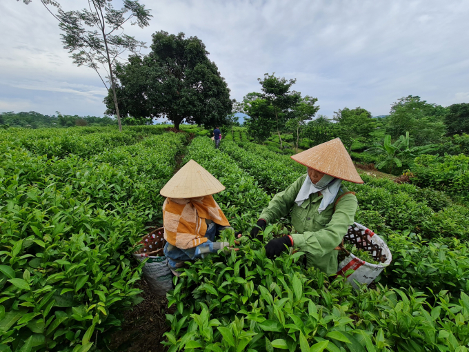 Hiện nay, Tuyên Quang đã có nhiều cơ chế, chính sách được ban hành về phát triển nông nghiệp hữu cơ. Ảnh: Văn Thưởng.
