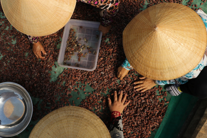 Vietnam is producing a top-quality Cacao. Photo: Elodie Lenhardt.
