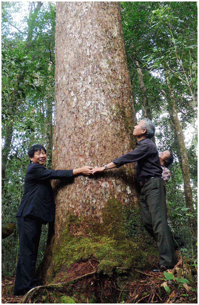 Cây thông 2 dá dẹt gần 1.000 năm tuổi ở Vườn Quốc gia Bidoup - Núi Bà. Ảnh: Hữu Nết.
