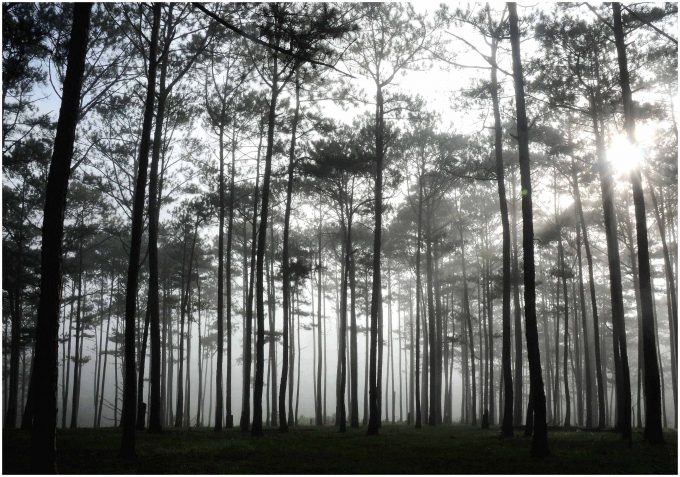 Bình minh mờ sương ở Vườn Quốc gia Bidoup - Núi Bà. Ảnh: Hữu Nết.