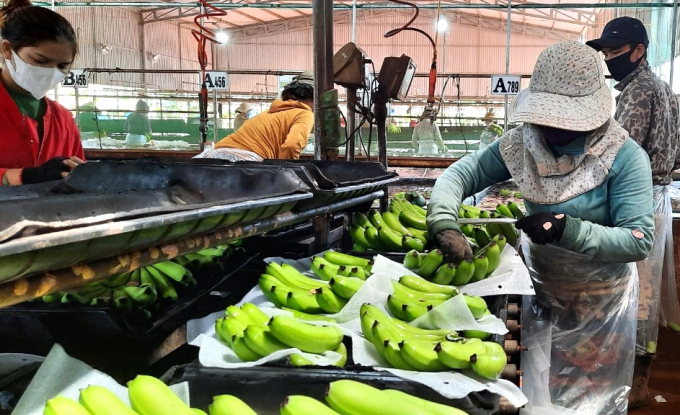 Banana exports of Gia Lai province have strong growth. Photo: Tuan Anh.