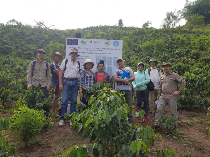 Dự án 'Đánh giá và lựa chọn giống Cà phê cho hệ thống nông lâm kết hợp (BREEDCAFS)' khởi động từ năm 2017. Ảnh: NOMAFSI.