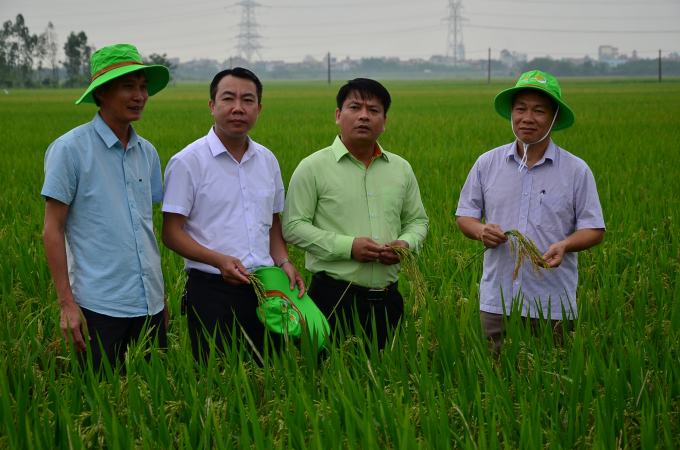 Cán bộ ThaiBinh seed cùng kiểm tra lúa với các lãnh đạo đơn vị chuyên môn nông nghiệp. Ảnh: NNVN.
