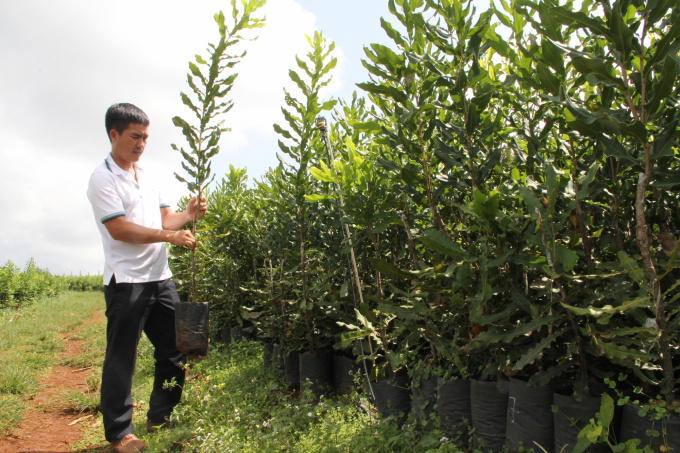 Công ty Cổ phần HD Đắk Lắk đầu tư vườn ươm đạt tiêu chuẩn của Bộ NN-PTNT và Hiệp hội Mắc ca Việt Nam. Ảnh: Minh Quý.