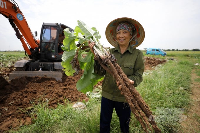 Bà Nguyễn Thị Đào ở thôn Mạc Bình (xã Thái Tân, Nam Sách, Hải Dương) cho biết, trồng ngưu bàng cho lãi khoảng 150 triệu đồng/ha sau 6 tháng trồng. Ảnh: Diệu Vy.