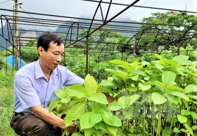 Cây gáo trắng đang mở ra một hướng đi mới cho ngành kinh tế lâm nghiệp ở Tuyên Quang. Ảnh: Đào Thanh.