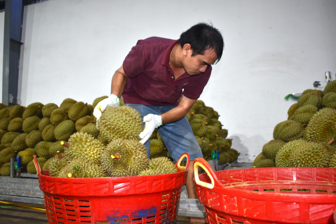 Tỉnh Tiền Giang đang tập trung nâng cao chất lượng trái sầu riêng. Ảnh: Minh Đảm.