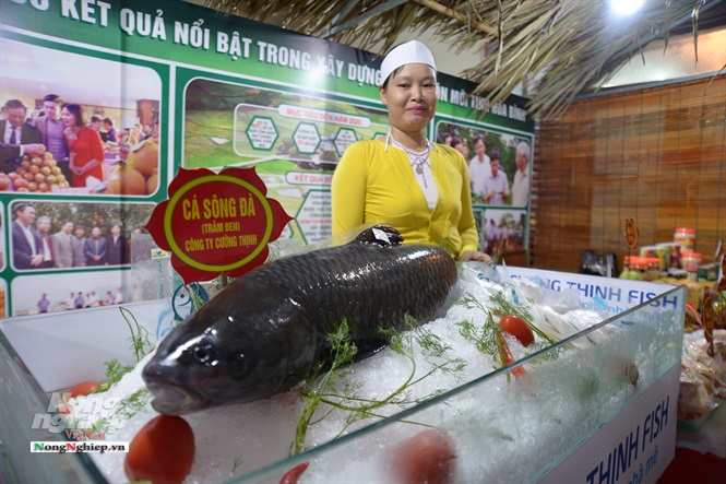 Back carp from the Da River of Hoa Binh province.