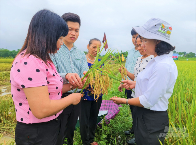 Các đại biểu trao đổi về năng suất, chất lượng giống lúa ĐB18 của Công ty Vinaseed Hà Nội. Ảnh: Đào Thanh.