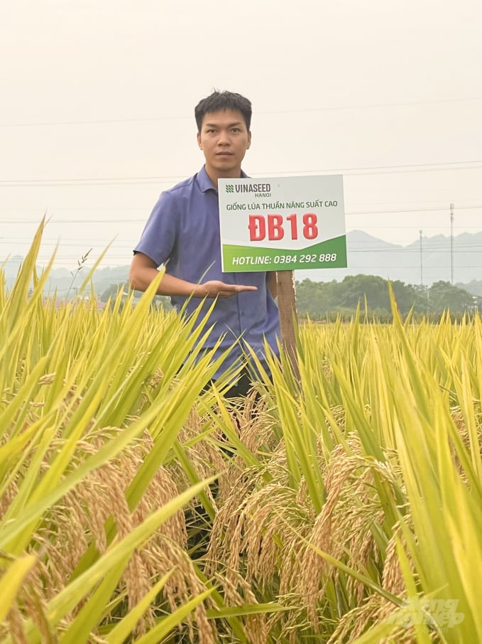 Mô hình trình diễn giống lúa ĐB18 của Công ty Vinaseed Hà Nội tại tỉnh Tuyên Quang. Ảnh: Đào Thanh.
