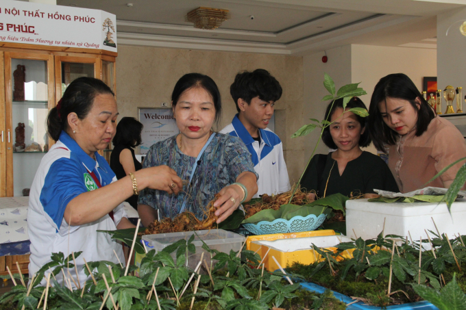 The value of Ngoc Linh ginseng has been affirmed in recent years. Photo: L.K.