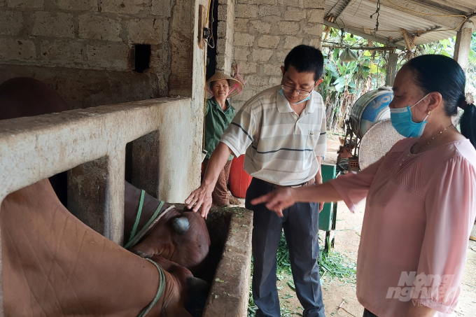Bà Nguyễn Thị Hường, một trong số 80 DTV của tỉnh Quảng Trị đến nhà từng hộ dân để tuyên truyền, hướng dẫn người dân kỹ thuật phát hiện bò động dục và chăm sóc bò sinh sản. Ảnh: Võ Dũng.