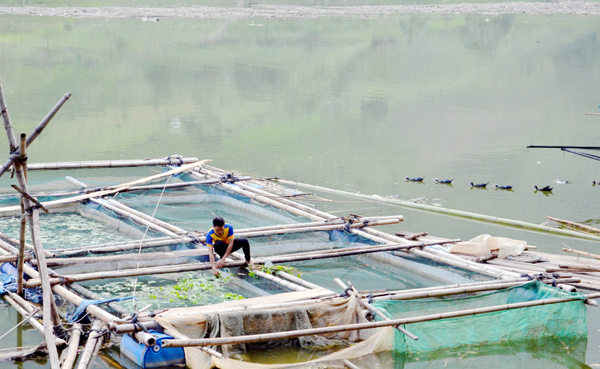 Người dân nuôi cá lồng trên lòng hồ Thủy điện Bắc Hà (Lào Cai). Ảnh: Hữu Huỳnh.