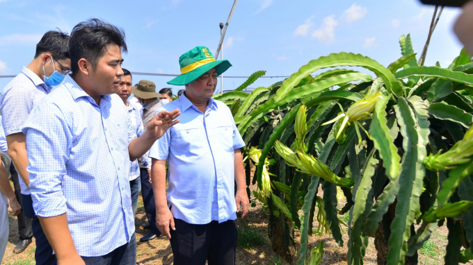 Bộ trưởng Bộ NN-PTNT Lê Minh Hoan thăm vườn thanh long ở Bình Thuận. Ảnh: KS.