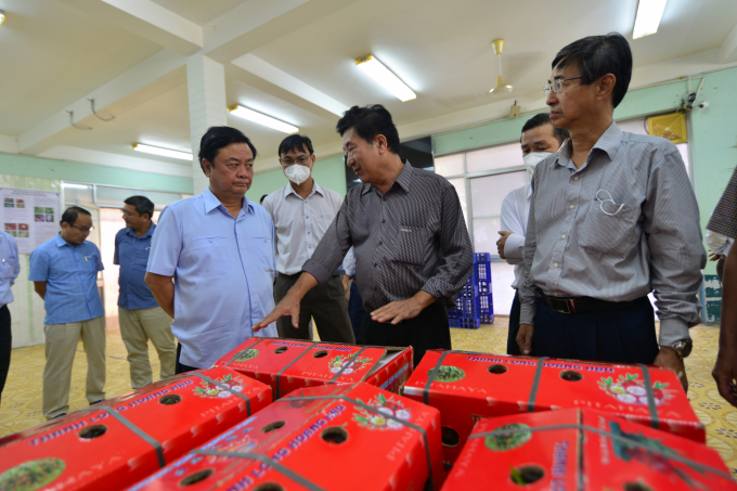 Bộ trưởng Lê Minh Hoan thăm Công ty sản xuất và chế biến thanh long phục vụ xuất khẩu. Ảnh: MH.