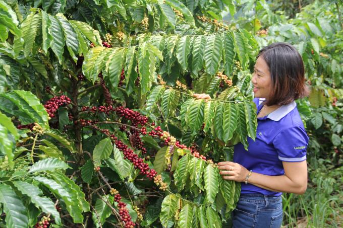 The coffee replanting project helps increase coffee productivity and quality in the Central Highlands region. Photo: Minh Hau.