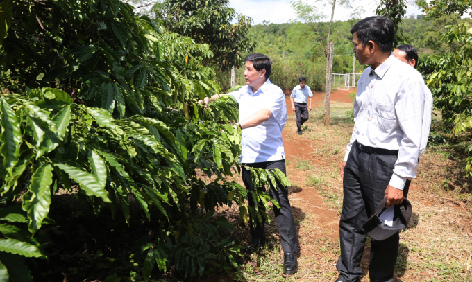 Thứ trưởng Bộ NN-PTNT Lê Quốc Doanh (bìa trái) kiểm tra vườn cà phê tái canh do Dự án VnSAT hỗ trợ. Ảnh: Minh Quý.