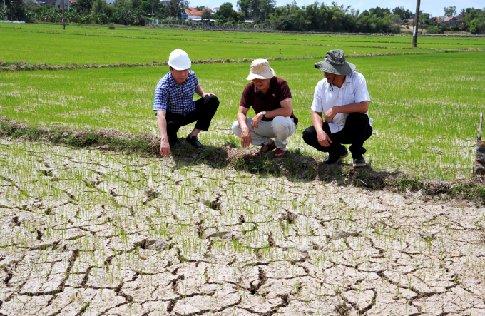 Chủ tịch UBND tỉnh Phú Yên Trần Hữu Thế (ngoài cùng bên trái) kiểm tra diện tích lúa bị khô hạn. Ảnh: AC.