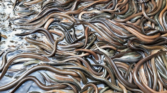 Lươn, đặc sản quen thuộc đã trở thành sản phẩm xuất khẩu giá trị cao tại tỉnh Hậu Giang. Ảnh: Kim Anh.