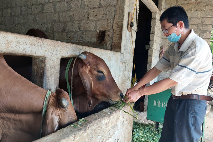 Ông Lê Chí Công, Trạm trưởng Trạm Khuyến nông huyện Vĩnh Linh khẳng định, chương trình cải tạo đàn bò đã tạo bước đột phá cho ngành chăn nuôi tại Quảng Trị. Ảnh: Võ Dũng.