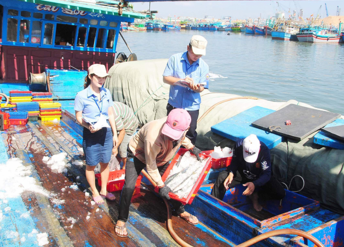 Nhân viên Cảng cá Quy Nhơn, Bình Định kiểm tra thủy sản đánh bắt cập bờ. Ảnh: ĐT.