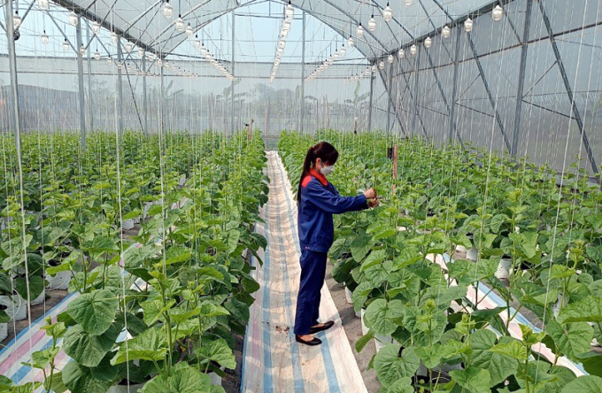 Trang trại Đào Gia Trang sử dụng giải pháp Smart Farm chiếu sáng nông nghiệp công nghệ cao,nông nghiệp chính xác cho vườn dưa lưới. Ảnh: Bích Phượng.