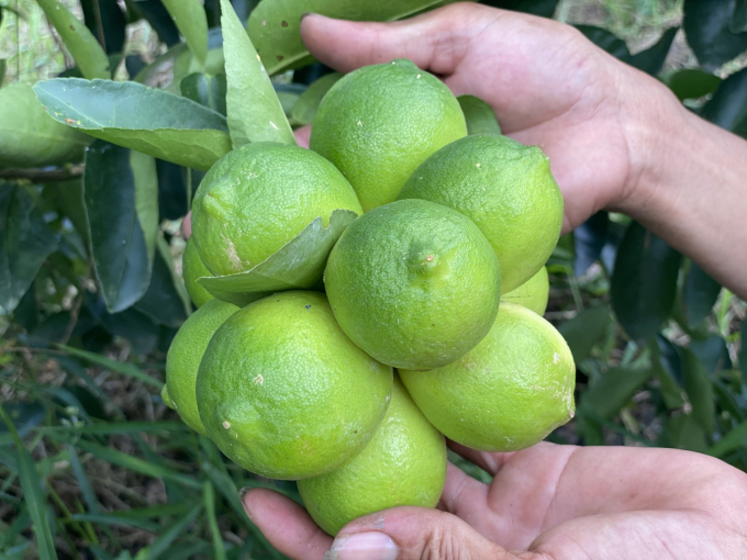 Bio Fruit Coop's seedless lemon products conquer meticulous markets. Photo: Hoang Vu.