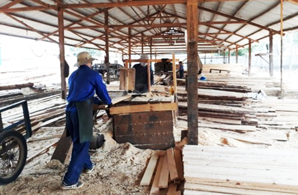 Công ty TNHH MTV Lâm nghiệp Di Linh có năng lực chế biến khoảng 9.000m3 gỗ/năm, tuy nhiên sản lượng hiện nay chỉ đáp ứng được khoảng 50% năng lực xưởng chế biến. Ảnh: TL.